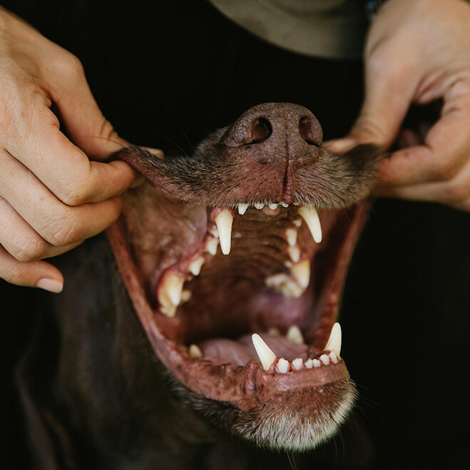 Gebitsproblemen |Dierenartspraktijk Gein